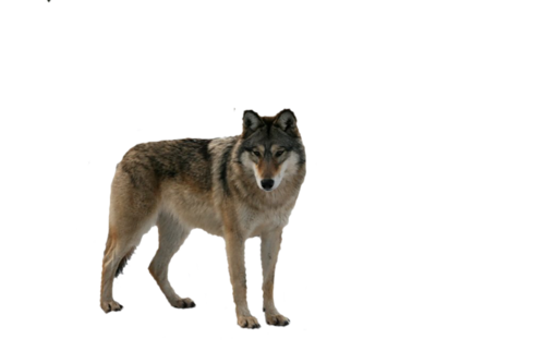 farkas_318.png