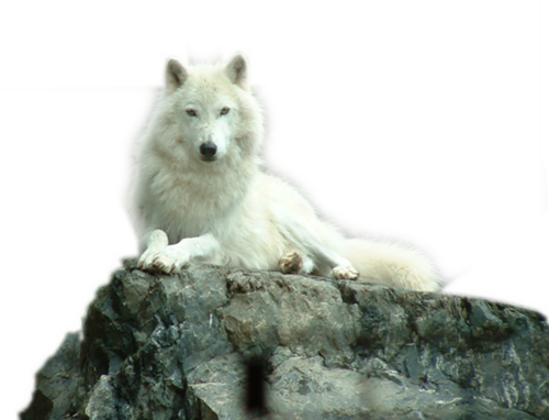 farkas_321.png