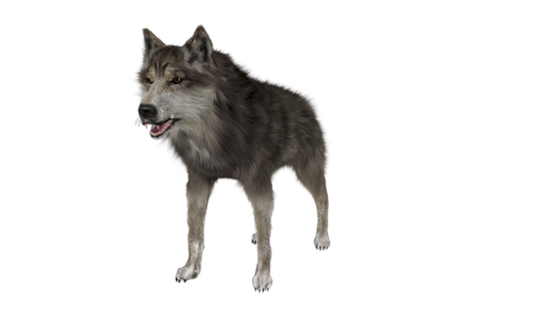 farkas_322.png