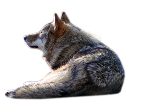 farkas_327.png