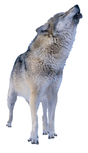 farkas_36.png