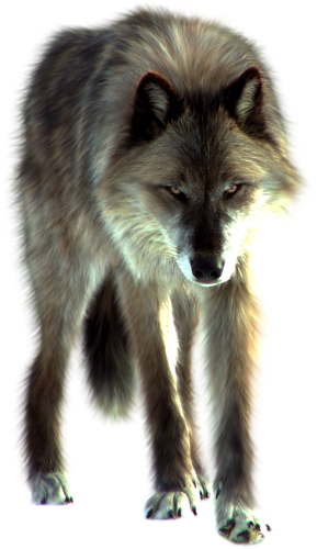 farkas_47.png