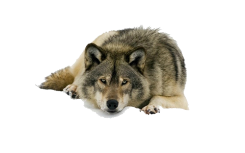 farkas_54.png