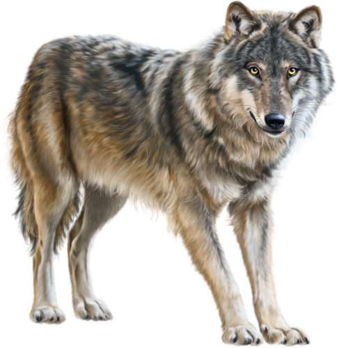farkas_56.png