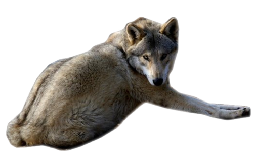farkas_80.png