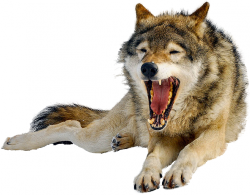 farkas_92.png