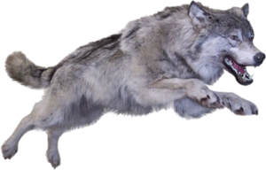 farkas_96.png