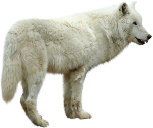 farkas_98.png