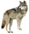 farkas_1
