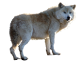 farkas_10
