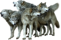 farkas_107