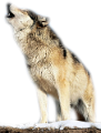 farkas_117