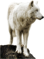 farkas_118