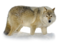 farkas_12