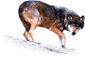 farkas_13