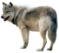 farkas_14
