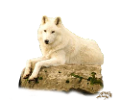 farkas_153