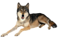 farkas_16