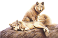 farkas_175