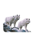 farkas_180