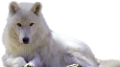 farkas_181
