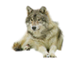 farkas_19
