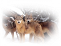 farkas_192