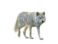 farkas_200