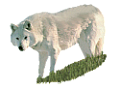 farkas_208