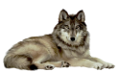farkas_227