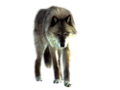 farkas_230