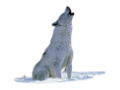 farkas_252
