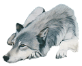 farkas_262