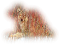 farkas_263