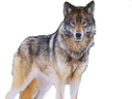 farkas_266