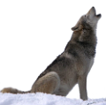 farkas_27