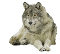 farkas_274