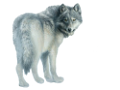 farkas_277