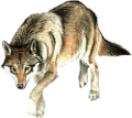 farkas_278