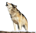 farkas_28
