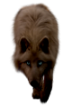 farkas_281