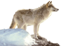 farkas_291