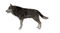 farkas_304