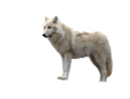 farkas_306