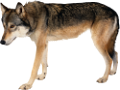 farkas_309