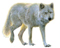 farkas_314