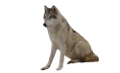 farkas_316