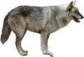 farkas_317