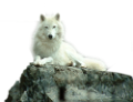 farkas_321