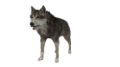 farkas_322